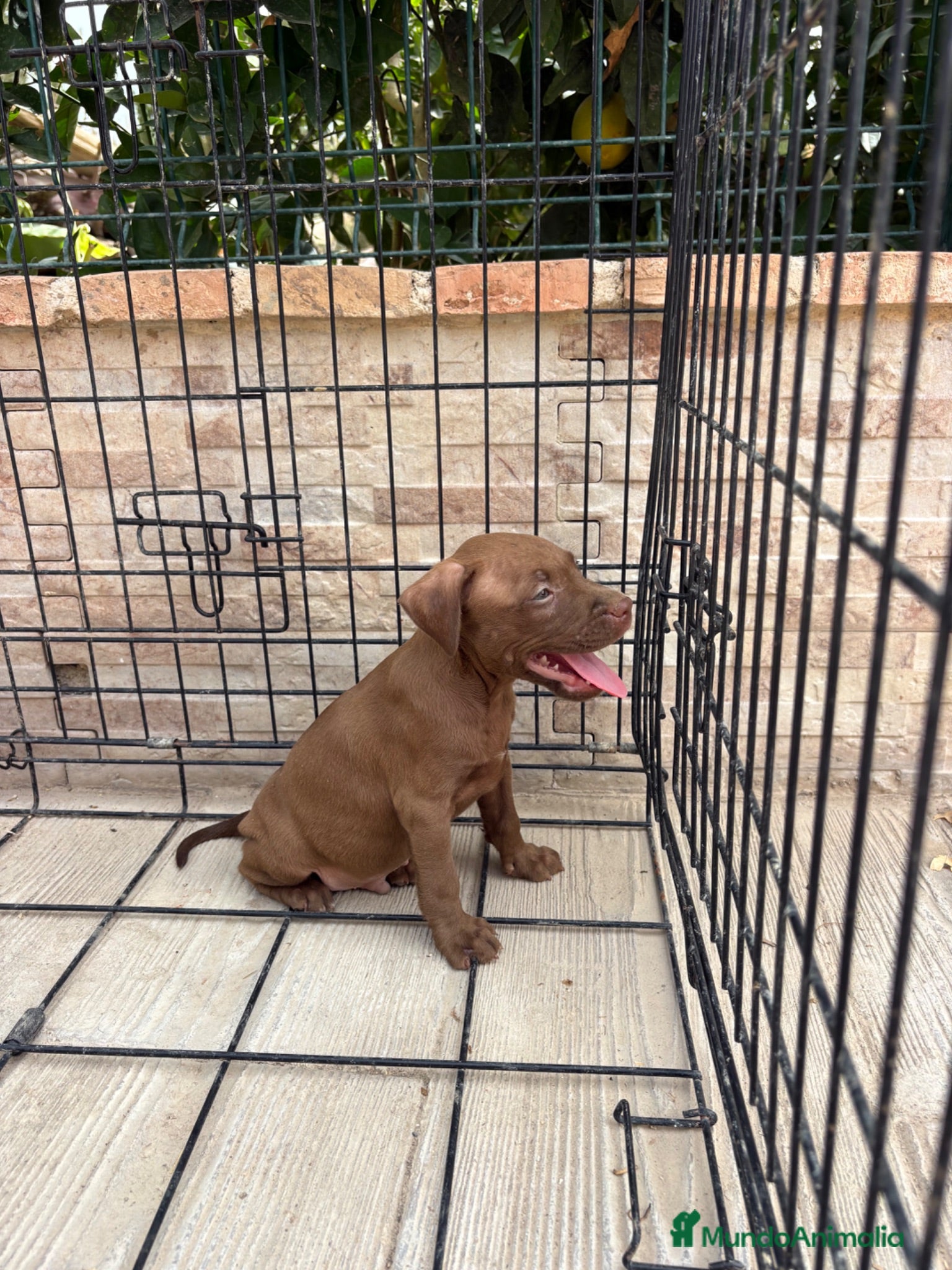 American Pit Bull Terrier perros Cachorro pitbull - Anuncio 3