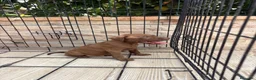 American Pit Bull Terrier perros en venta: Cachorro pitbull - Anuncio 1