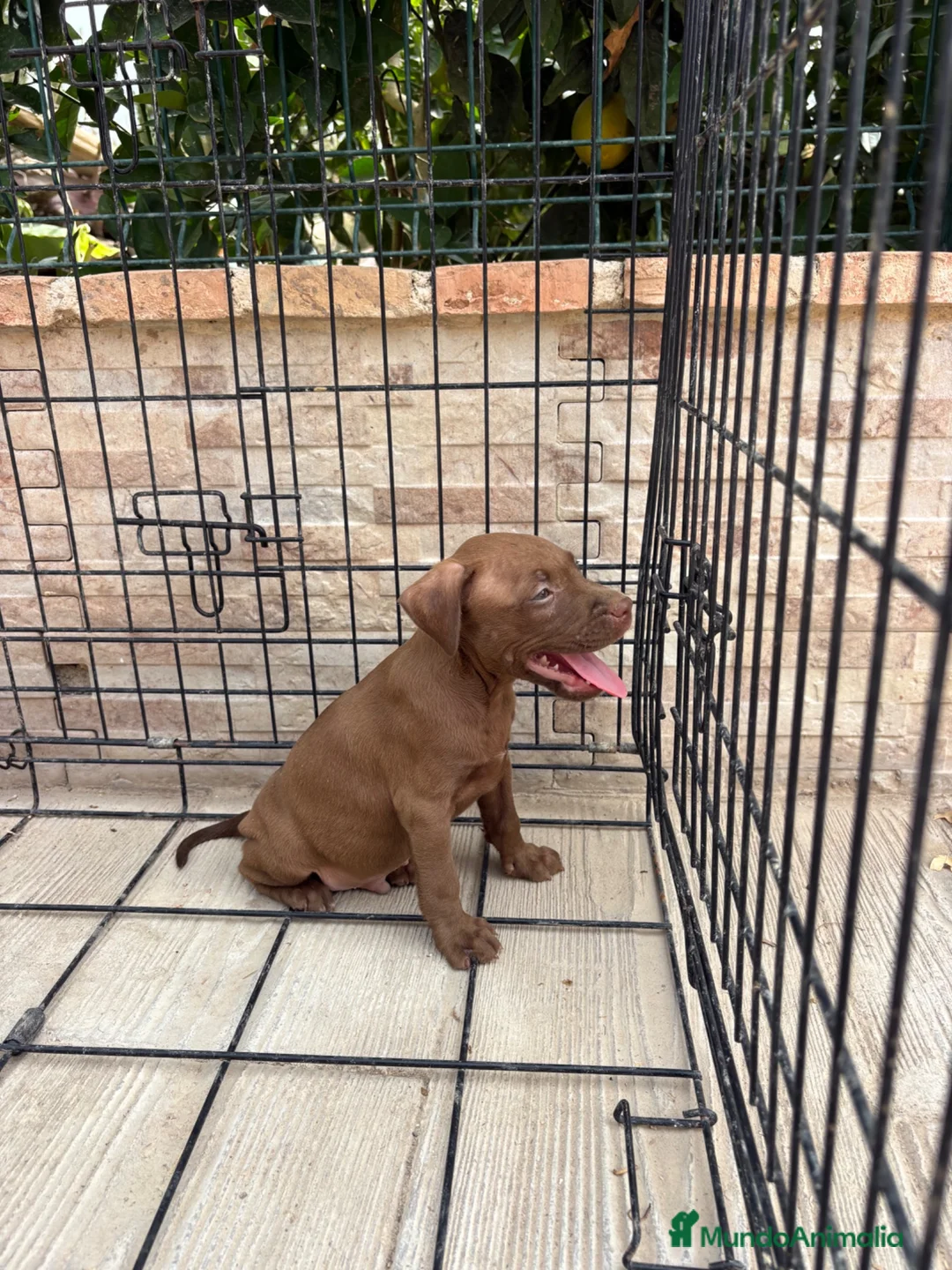 American Pit Bull Terrier perros en venta: Cachorro pitbull - Anuncio 1