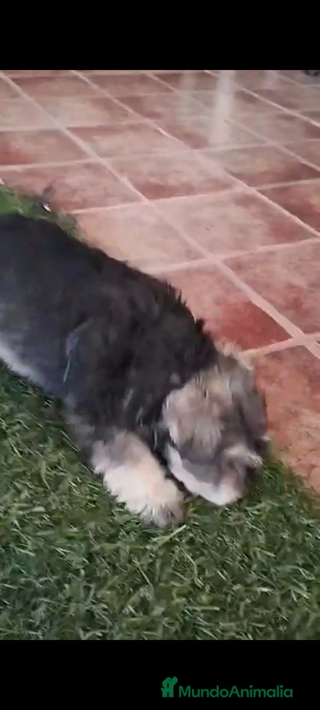 Schnauzer Mediano perros en venta: Último macho  - Anuncio 2