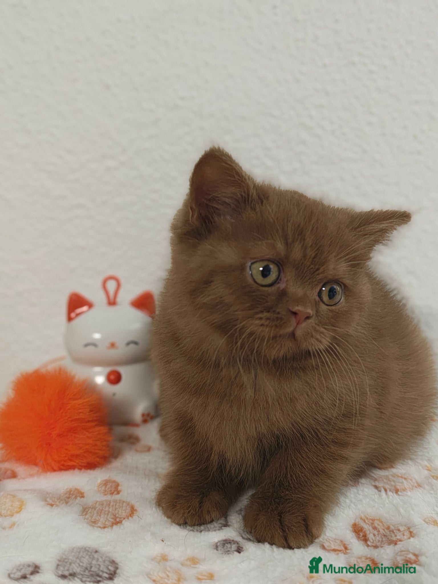 Británico de Pelo Corto gatos Gatito British Shorthair cinnamon  - Anuncio 2