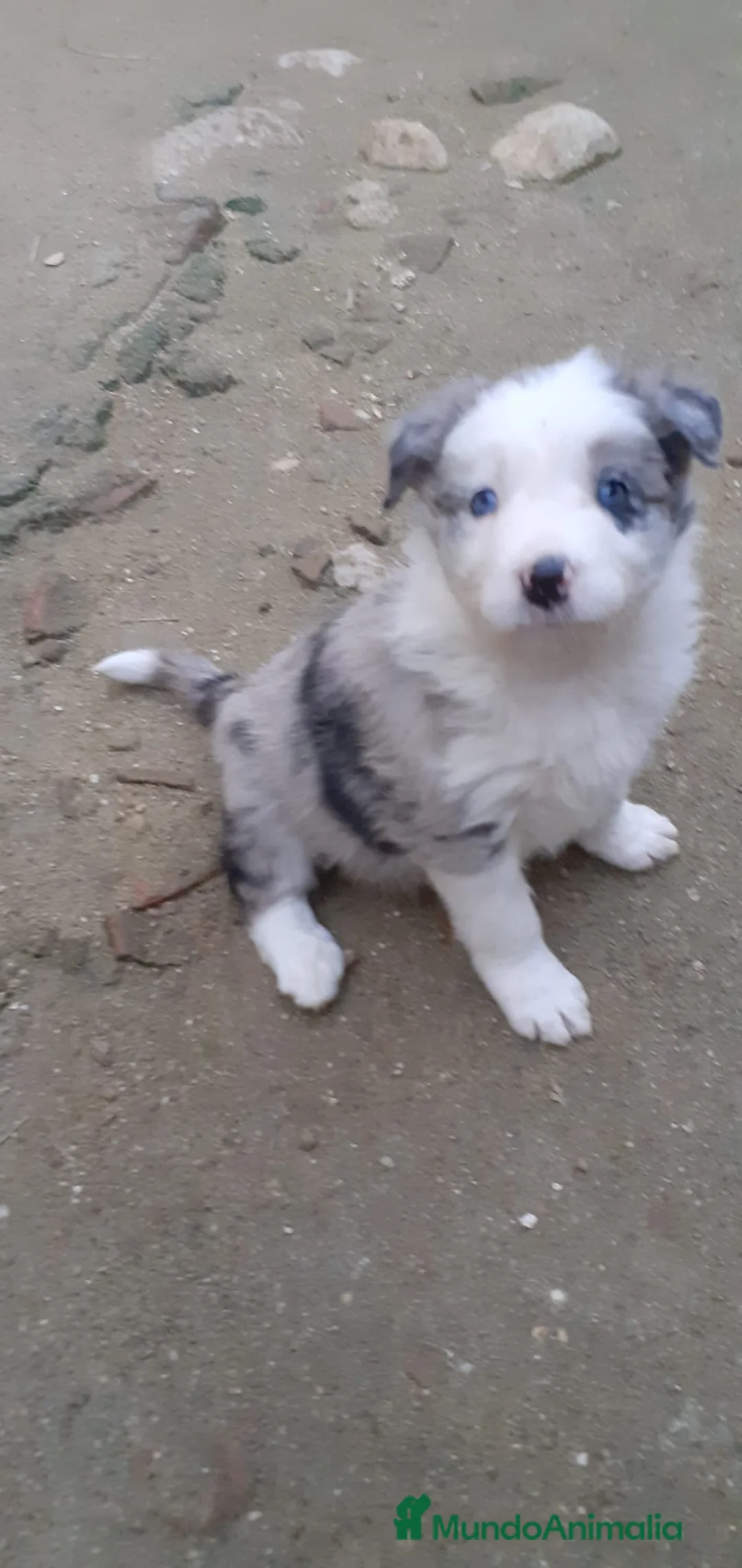 Border Collie perros en venta: Boder collie Getafe  - Anuncio 3