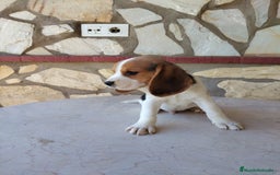 Beagle perros en venta: Preciosa camada de Beagle  - Imagen 3
