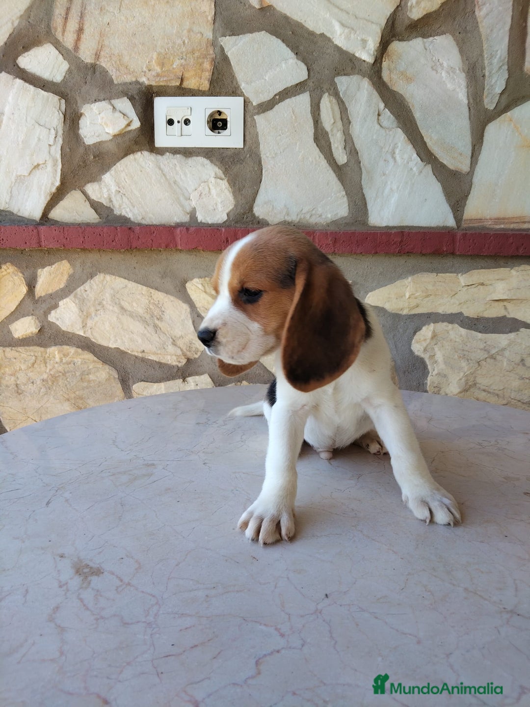 Beagle perros en venta: Preciosa camada de Beagle  - Imagen 3