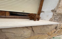 Caniche Toy perros en venta: Caniche mini Toy  - Imagen 1