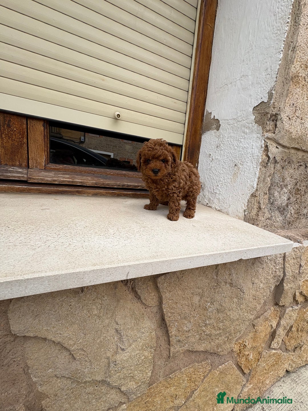 Caniche Toy perros en venta: Caniche mini Toy  - Imagen 1