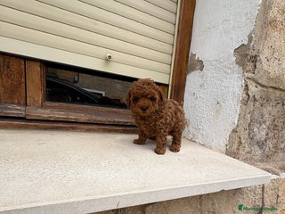 Caniche Toy perros - Anuncio 2