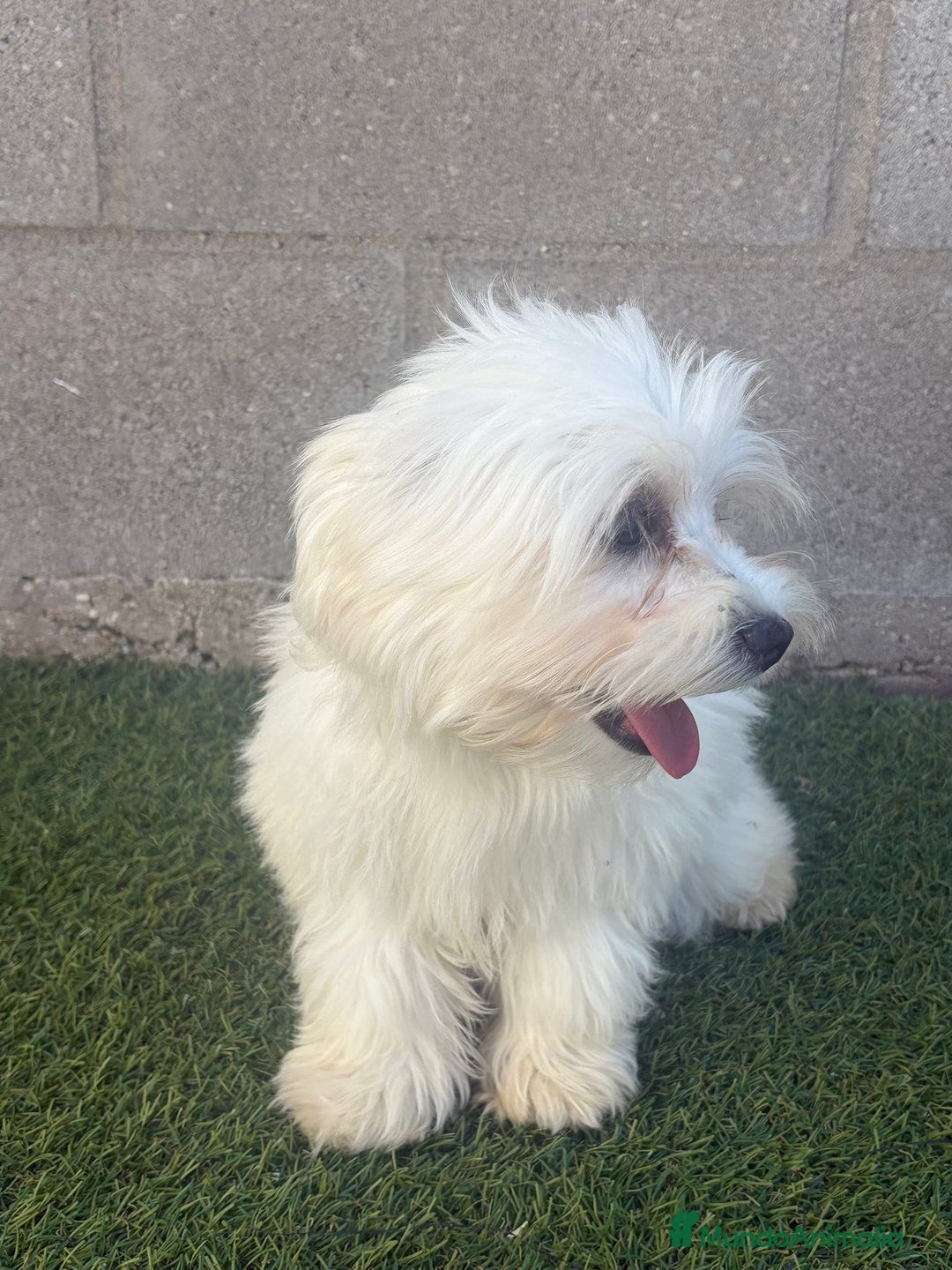 Bichón Maltés perros en venta: Bichon maltes - Imagen 5