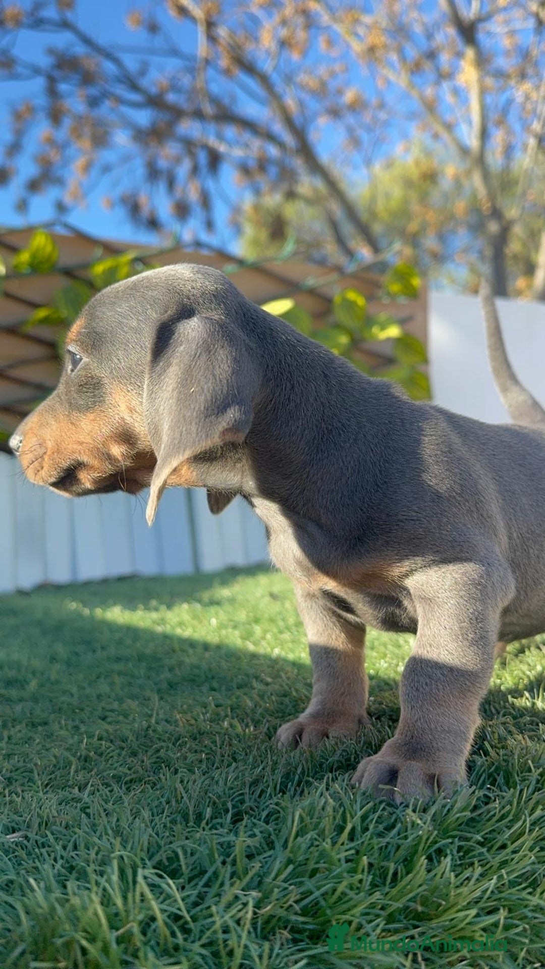 Teckel Miniatura perros en venta: TECKEL MINIATURA BLUE - Anuncio 17