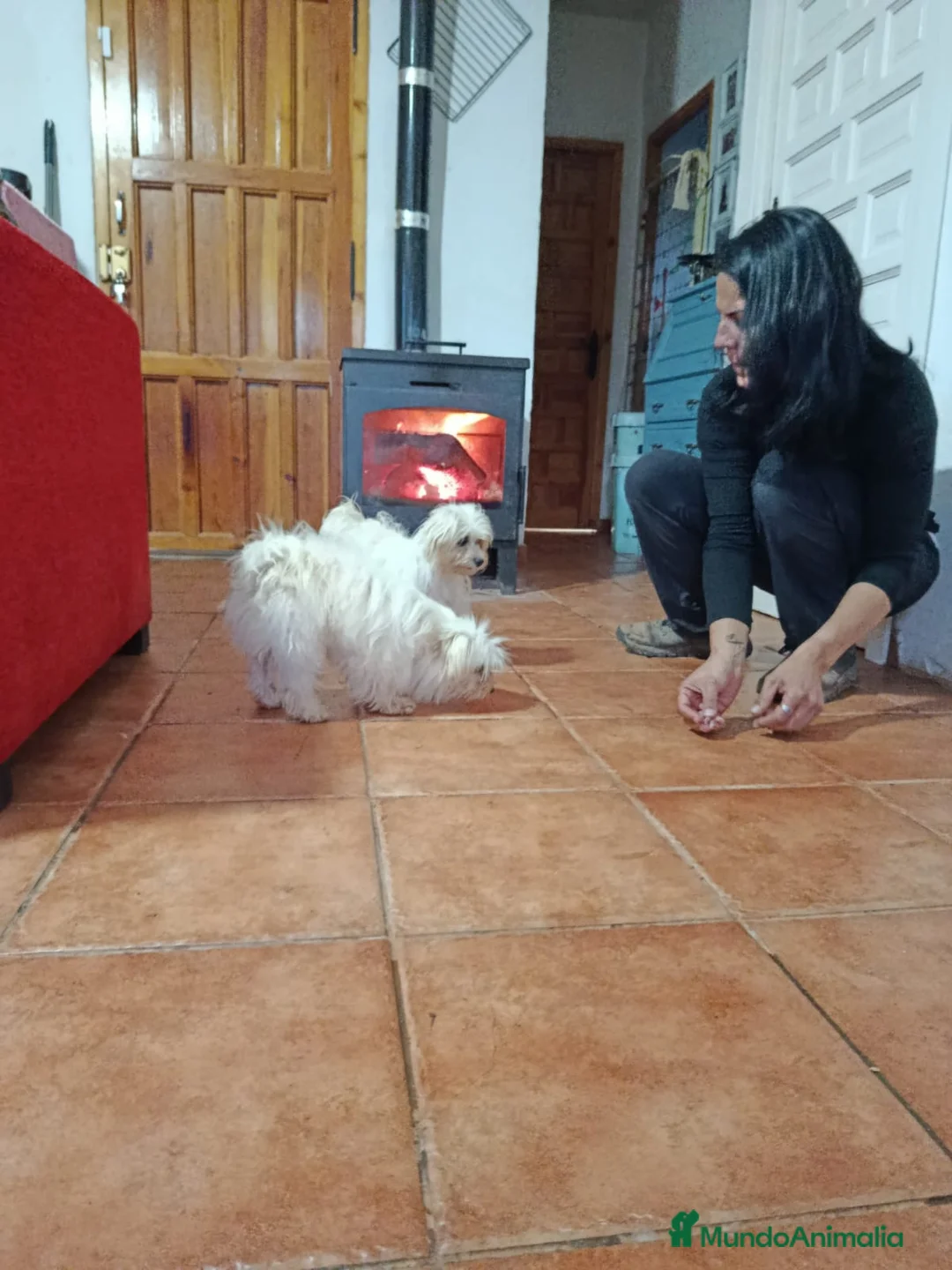 Bichón Maltés perros en venta: Bichón maltés  - Anuncio 2