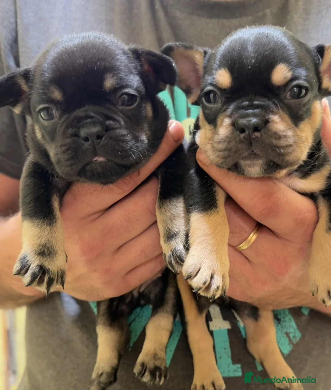 Bulldog Francés perros en venta: Bulldog francés black an tan MyH - Anuncio 1