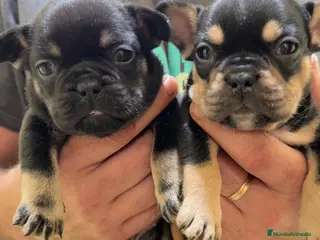 Bulldog Francés perros Bulldog francés black an tan MyH - Anuncio 2
