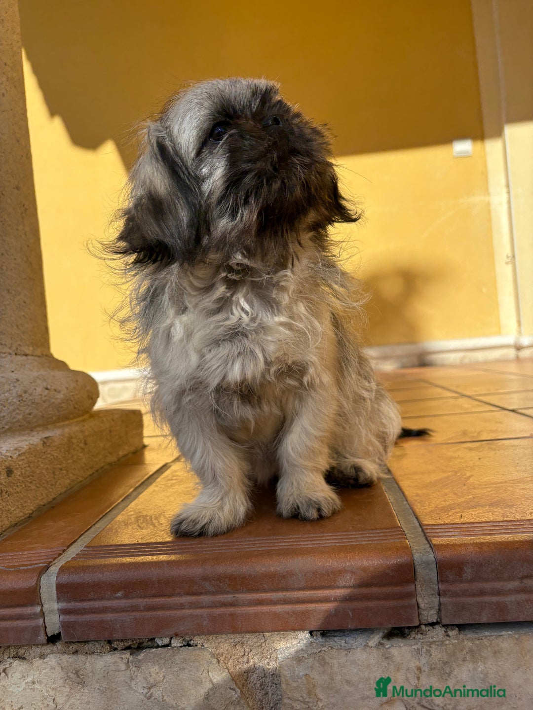 Pekinés perros en venta: Pekines imperial hembra preciosa  - Anuncio 20