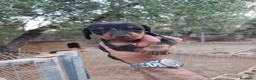 Teckel Miniatura perros en venta: Teckel miniatura  - Anuncio 14