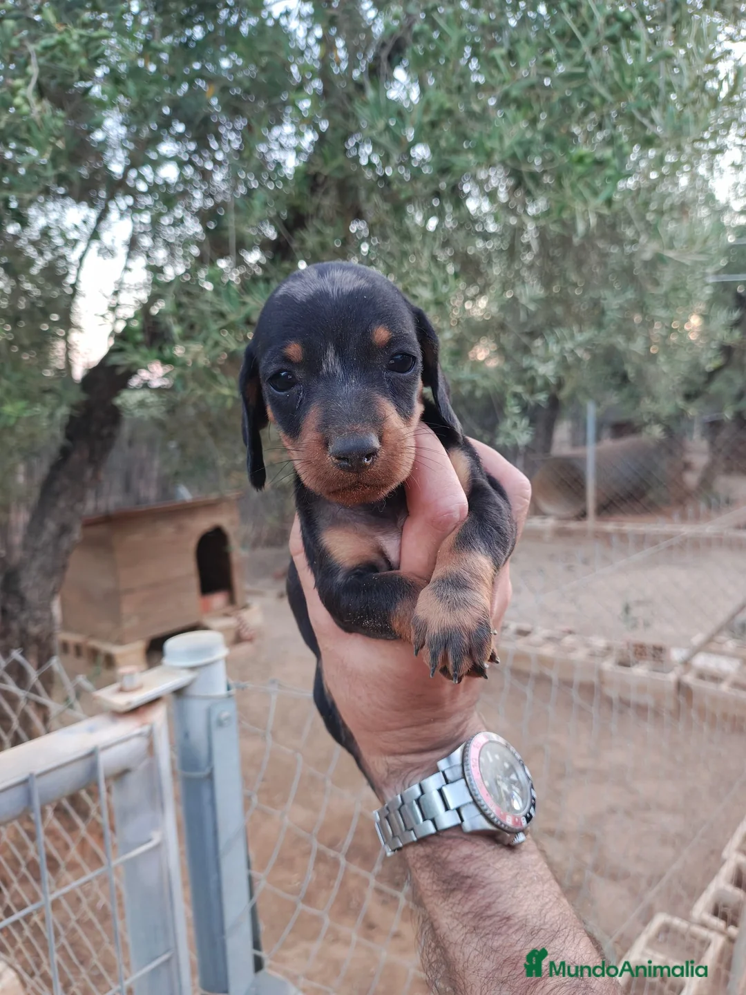 Teckel Miniatura perros en venta: Teckel miniatura  - Anuncio 14