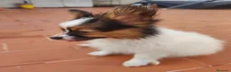 Papillon perros en venta: Hembras de papillon - Anuncio 5