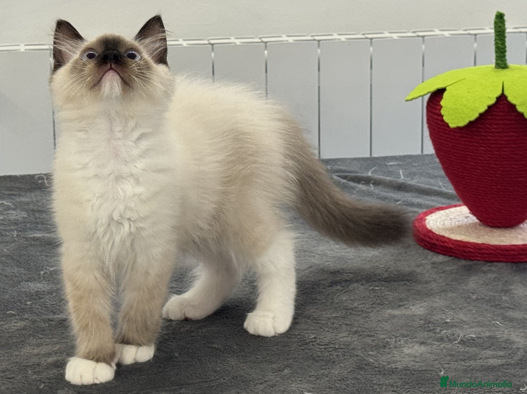 Ragdoll gatos en venta: Camada Ragdoll - Imagen 13