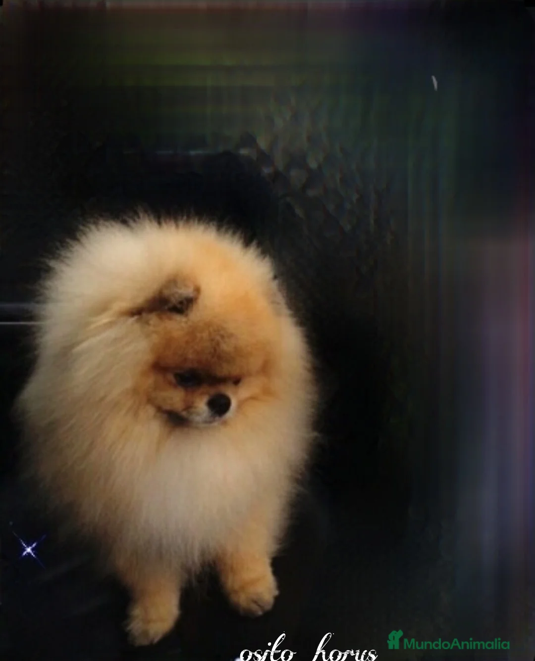 Pomerania perros en venta: Pomerania ositos toy  - Anuncio 2
