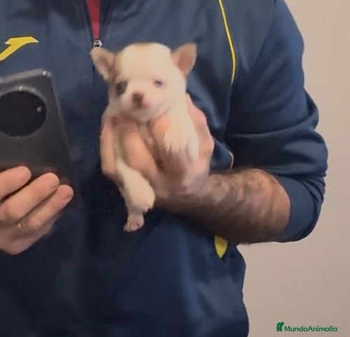 Chihuahua perros Chihuahua toy rusa - Anuncio 1