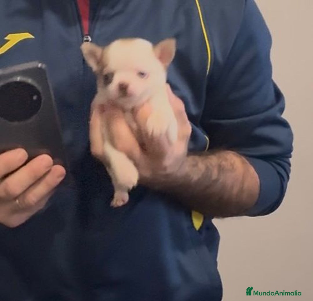 Chihuahua perros en venta: Chihuahua toy rusa - Anuncio 1