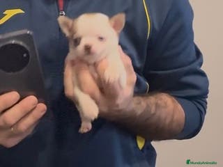 Chihuahua perros Chihuahua toy rusa - Anuncio 1