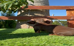 Teckel perros en venta: TECKEL MINIATURA HEMBRA - Imagen 12
