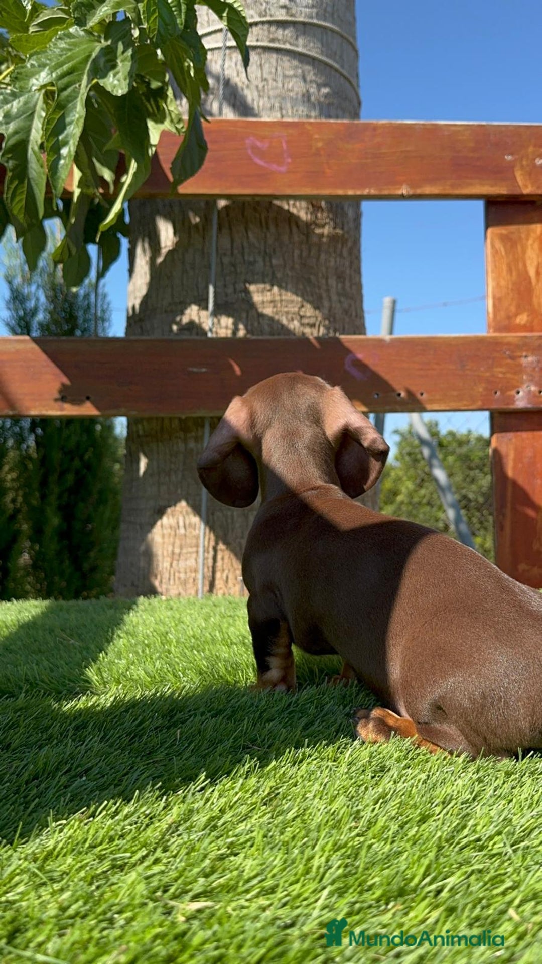 Teckel perros en venta: TECKEL MINIATURA HEMBRA - Imagen 12