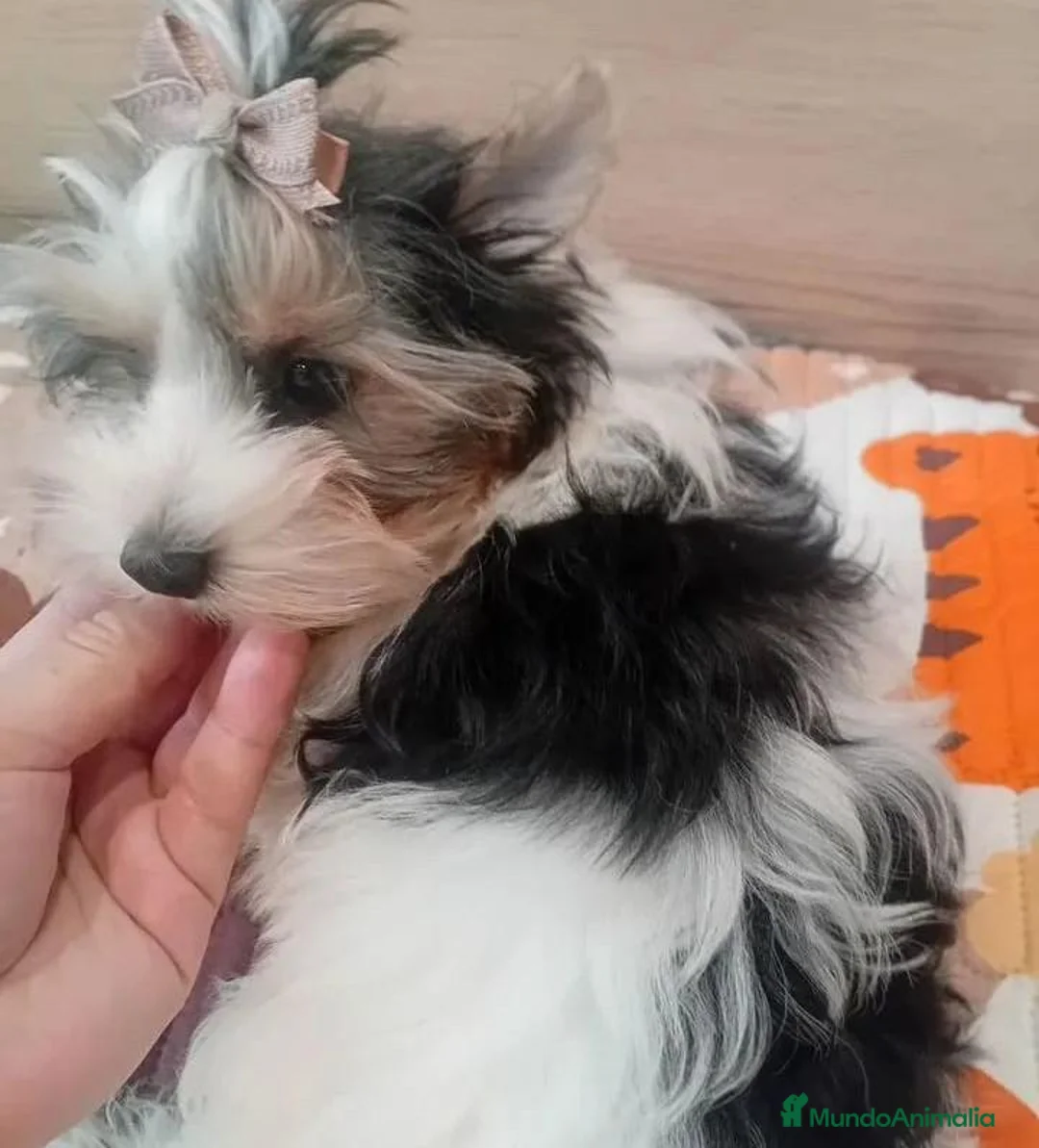 Raza Mixta perros en venta: Hembras Yorkipoo - Anuncio 1