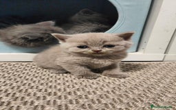 Británico de Pelo Corto gatos en venta: Gato British shorthair  - Imagen 2