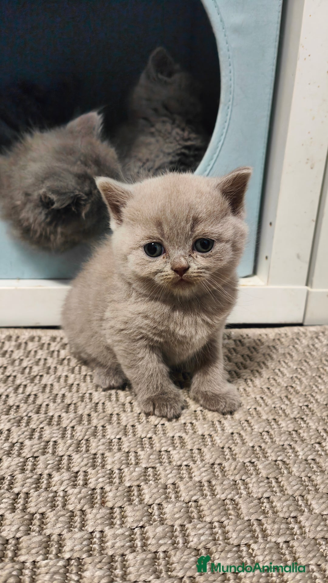Británico de Pelo Corto gatos en venta: Gato British shorthair  - Imagen 2