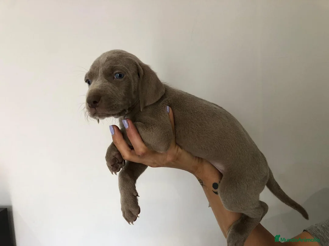 Weimaraner perros en venta: Último Braco de weimar  - Anuncio 4