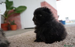 Pomerania perros en venta: 🐾 Roscón, Python y Prodigy – Pomerania únicos 🐾 - Imagen 2