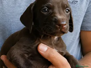 Braco Alemán de Pelo Corto perros Camada bracos alemanes - Anuncio 3