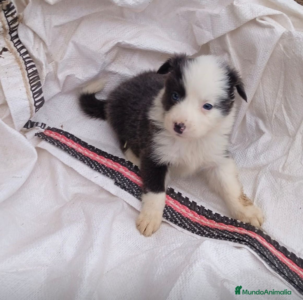 Border Collie perros Border collie merles blue - Anuncio 14