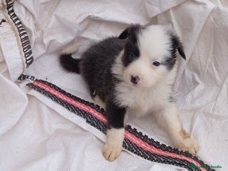 Border Collie perros - Anuncio 19