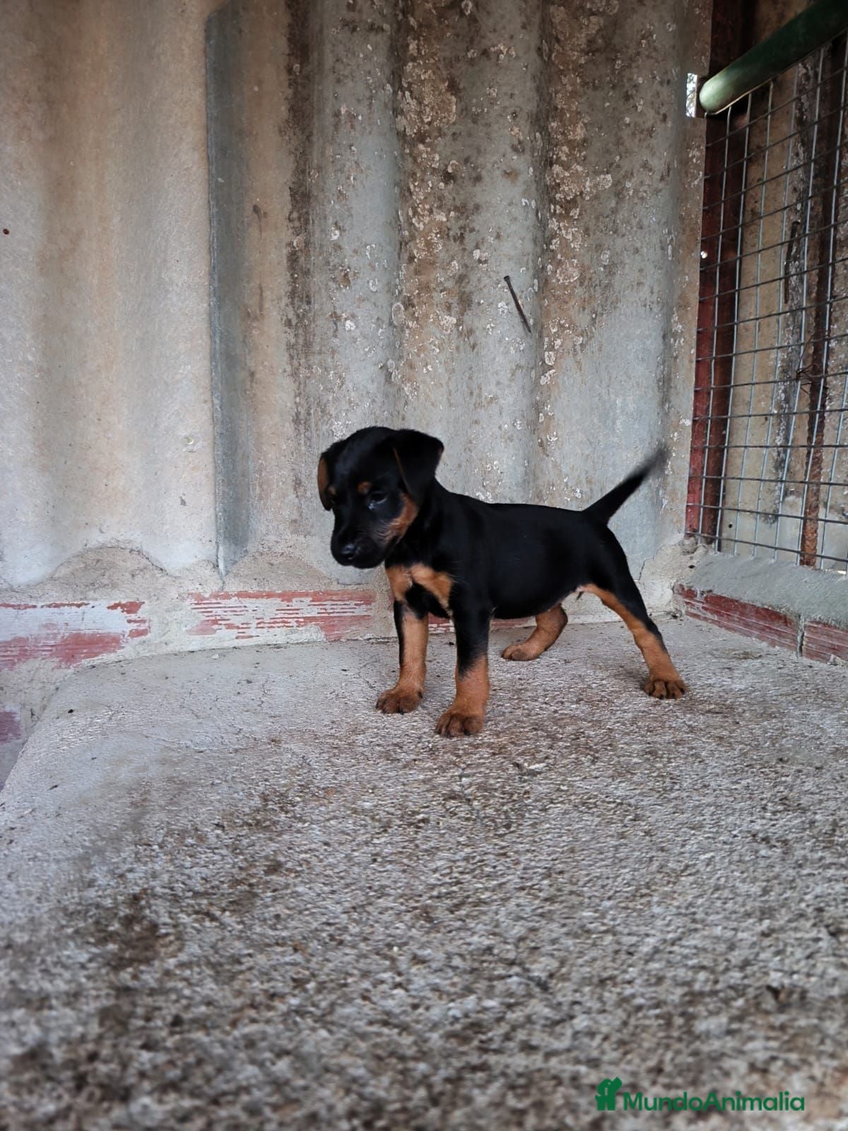 Otras razas perros Jack terrier de Calidad  - Anuncio 2