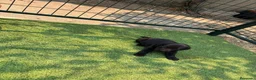 Labrador Retriever perros en venta: LABRADOR - Anuncio 22