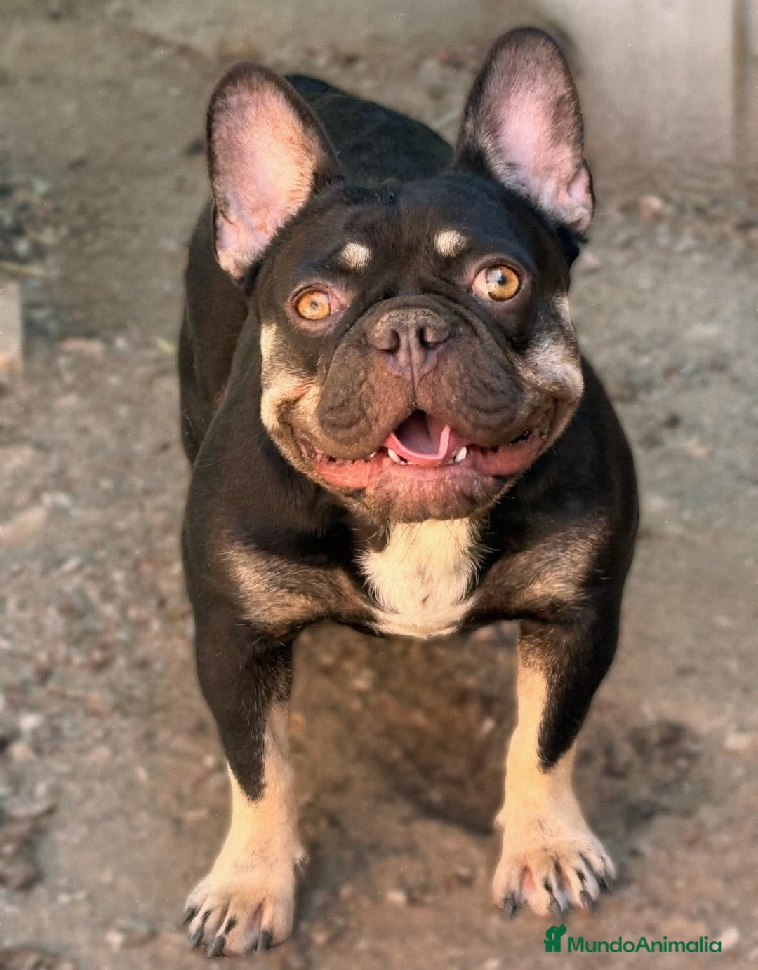 Bulldog Francés perros en venta: Bulldog francés  - Anuncio 6