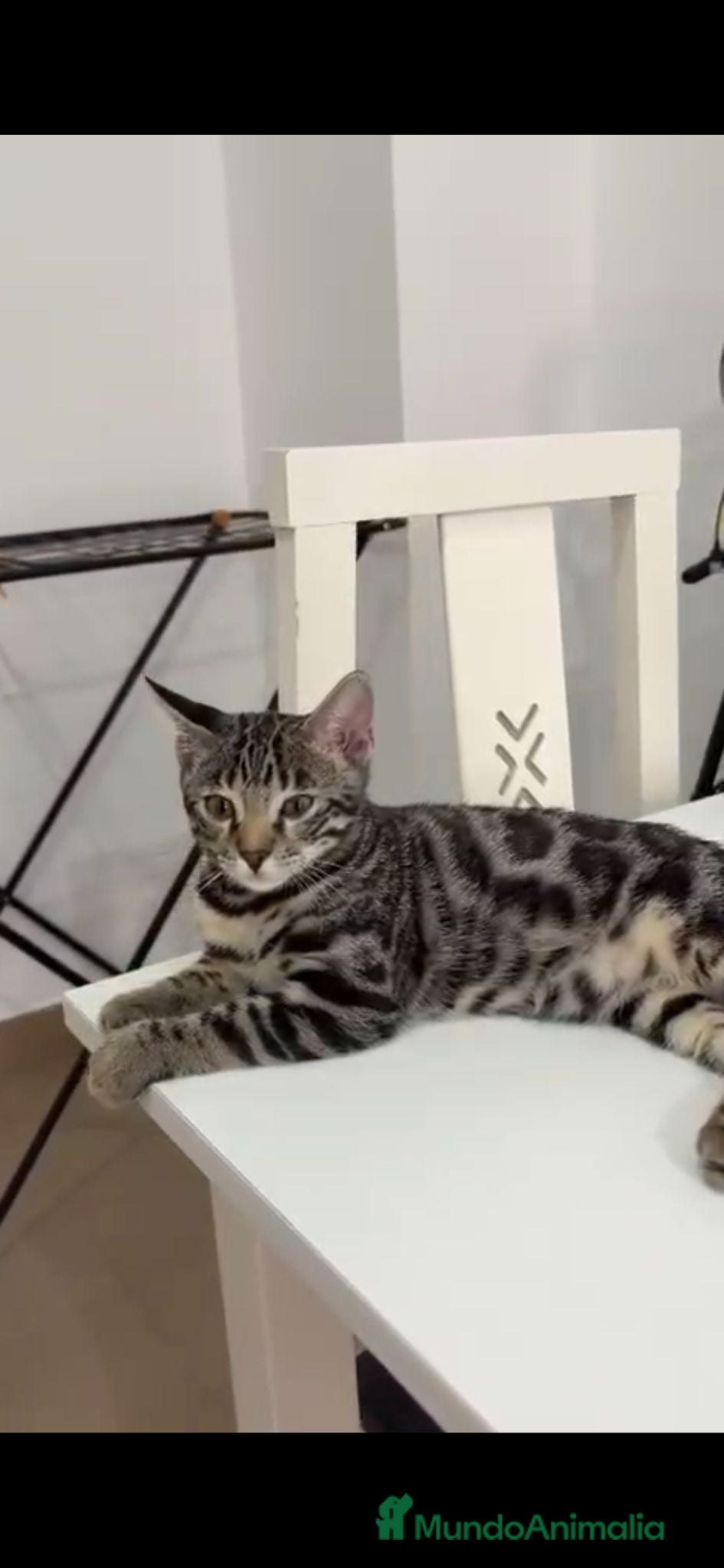 Bengalí gatos Bengalí  - Anuncio 1