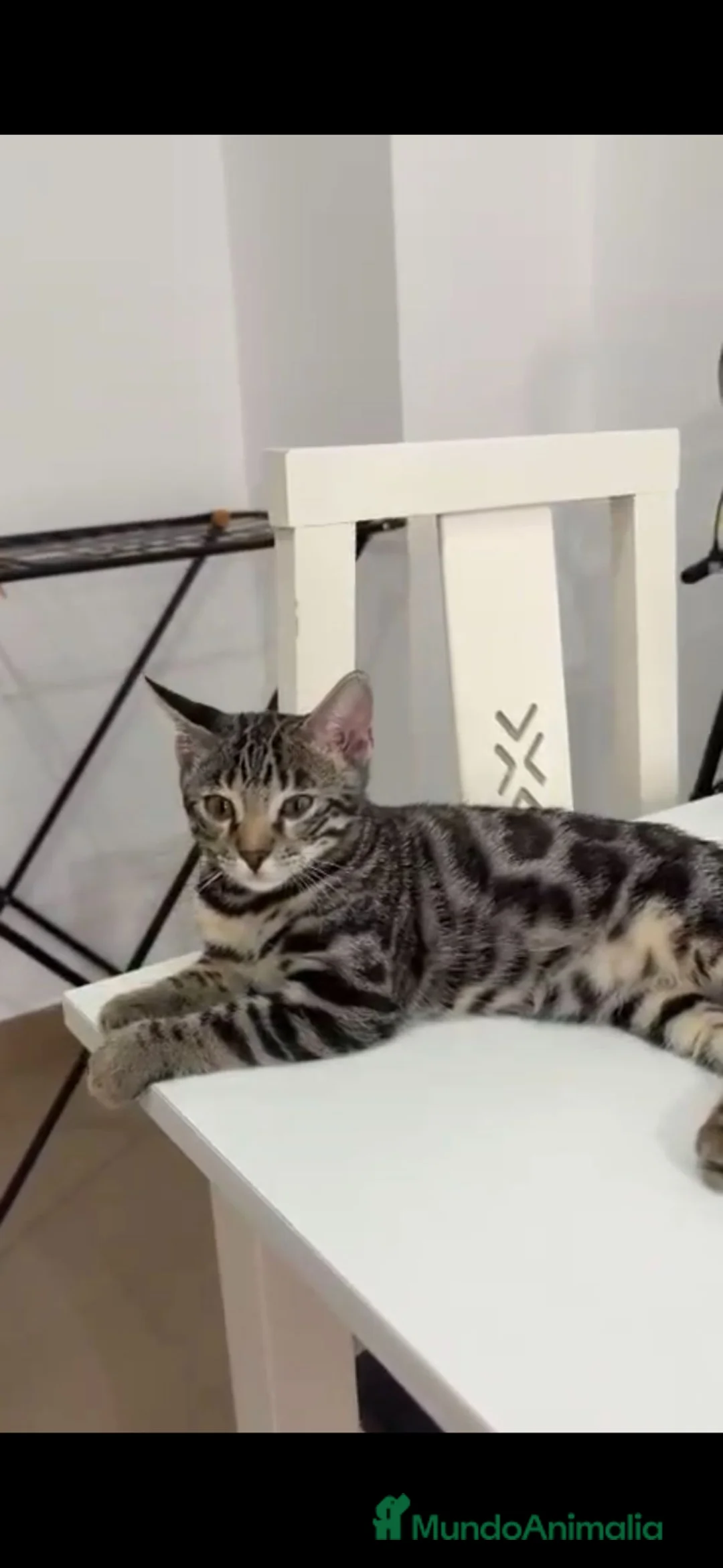 Bengalí gatos en venta: Bengalí  - Anuncio 2