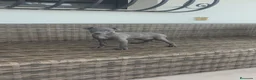 Pequeño Lebrel Italiano perros en venta: Pequeño Lebrel Italiano Finca Paunais  - Anuncio 14
