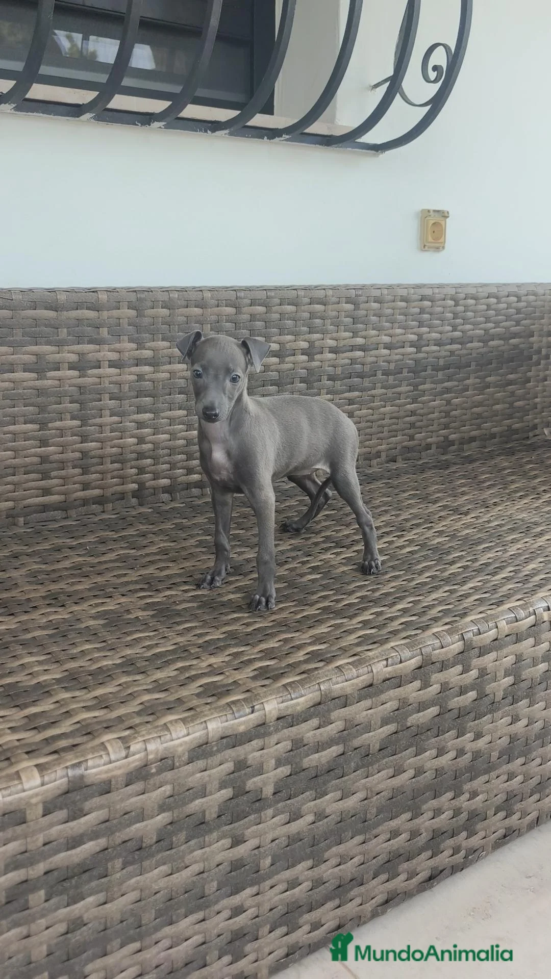 Pequeño Lebrel Italiano perros en venta: Pequeño Lebrel Italiano Finca Paunais  - Anuncio 14