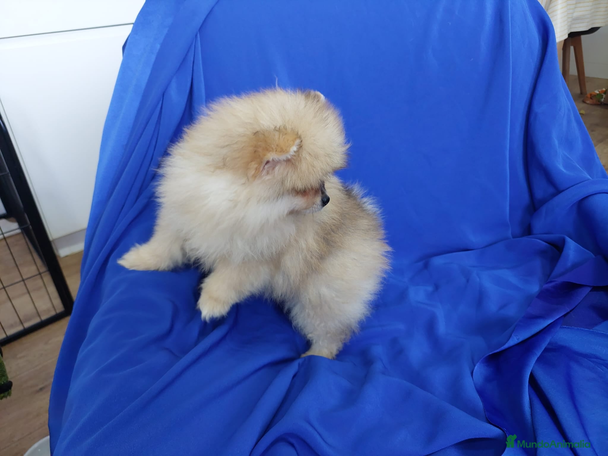 Pomerania perros LULU POMERANIA EXCLUSIVO  - Anuncio 1