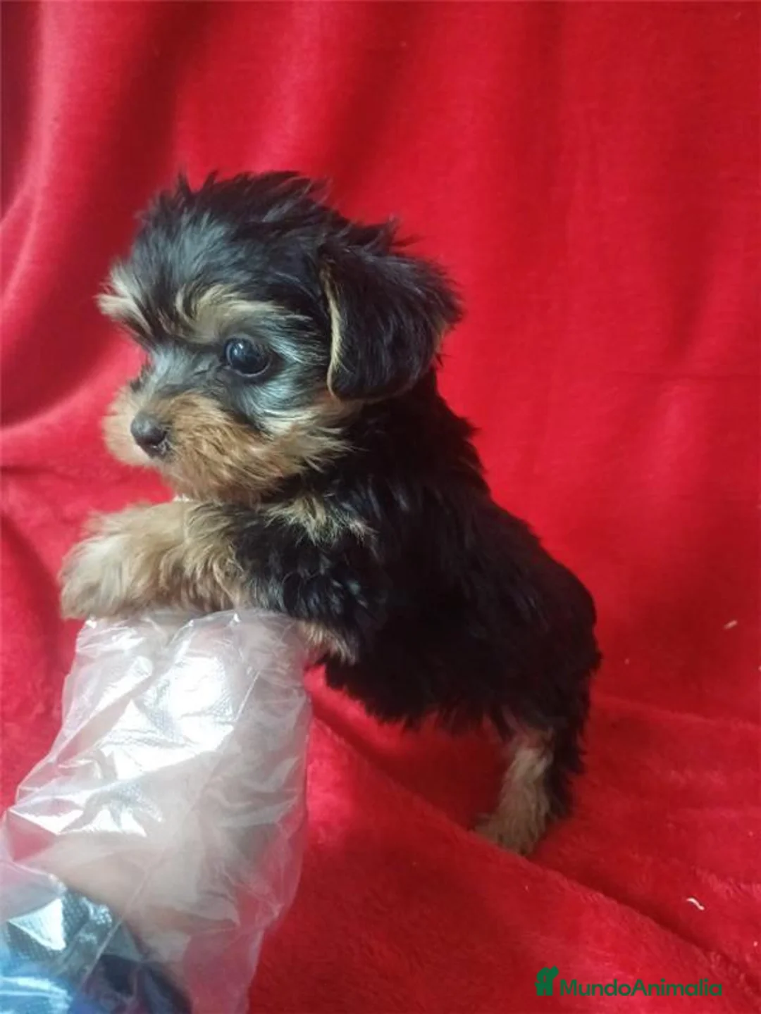 Yorkshire Terrier perros en venta: Yorkshire Terrier Mini  - Anuncio 2