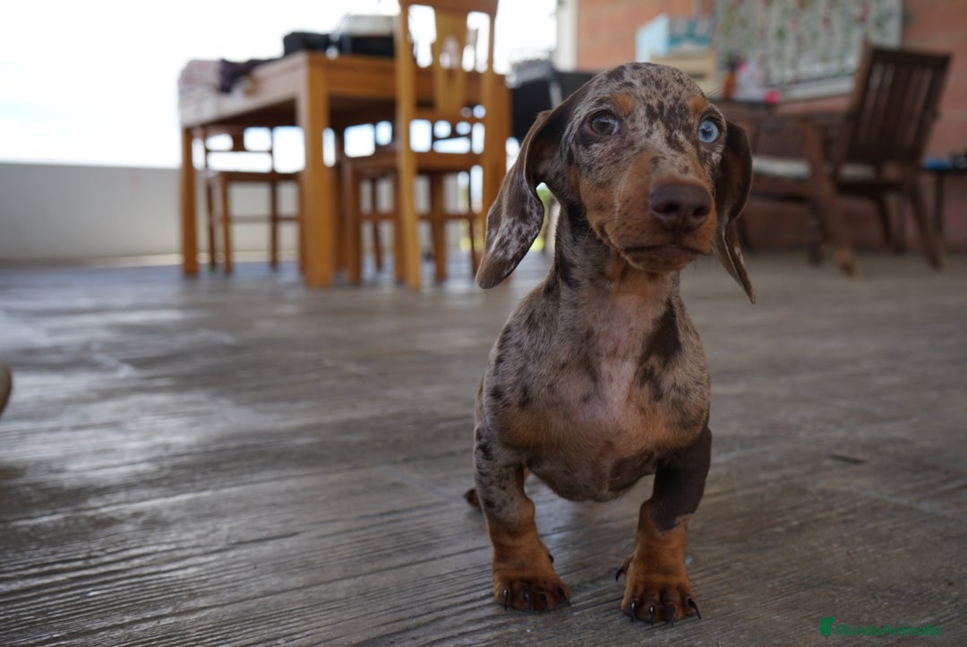 Teckel Miniatura perros en venta: 🔹 TECKEL MINIATURA 🔹 - Imagen 6