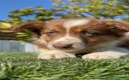 Border Collie perros en venta: BORDER COLLIE - Anuncio 32