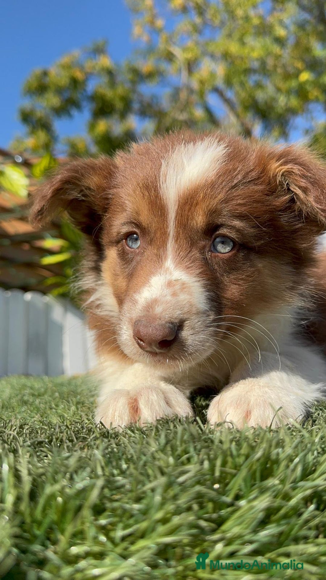 Border Collie perros en venta: BORDER COLLIE - Anuncio 32
