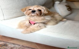 Maltipoo perros en venta: Maltipoo Toy (Tamaño Garantizado) - Imagen 6