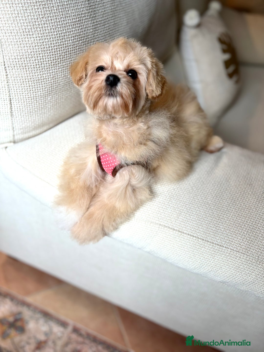 Maltipoo perros en venta: Maltipoo Toy (Tamaño Garantizado) - Imagen 6