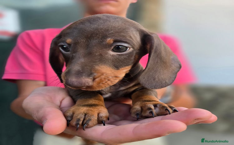 Teckel Miniatura perros - Propaganda 2